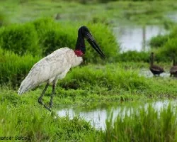 Jabiru mycteria