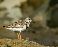 Arenaria interpres
