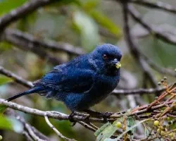 Diglossa indigotica