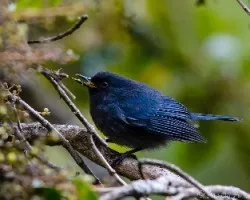 Diglossa indigotica