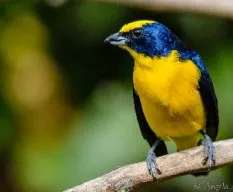 Euphonia laniirostris