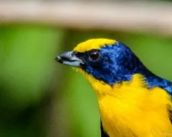 Euphonia laniirostris