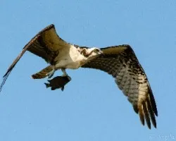 Pandion haliaetus