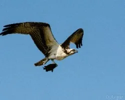 Pandion haliaetus