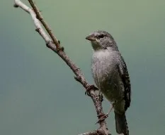 Phrygilus unicolor