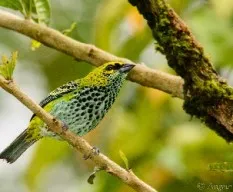 Tangara guttata
