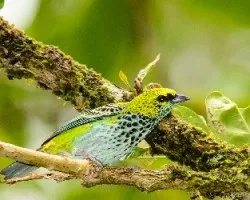 Tangara guttata