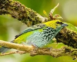 Tangara guttata