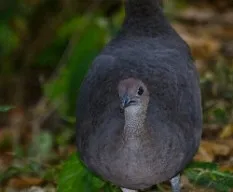Tinamus major