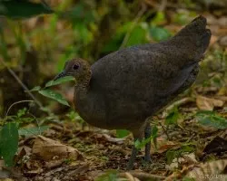 Tinamus major