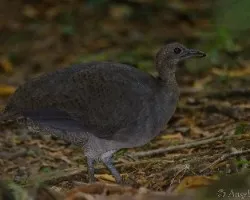 Tinamus major
