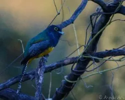 Trogon caligatus