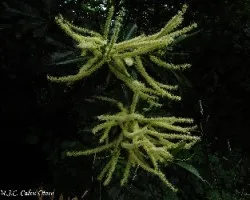 Flor de castanea sativa