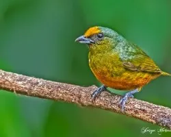 Euphonia gouldi