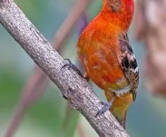 Piranga bidentata