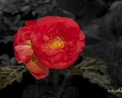 Begonia sp