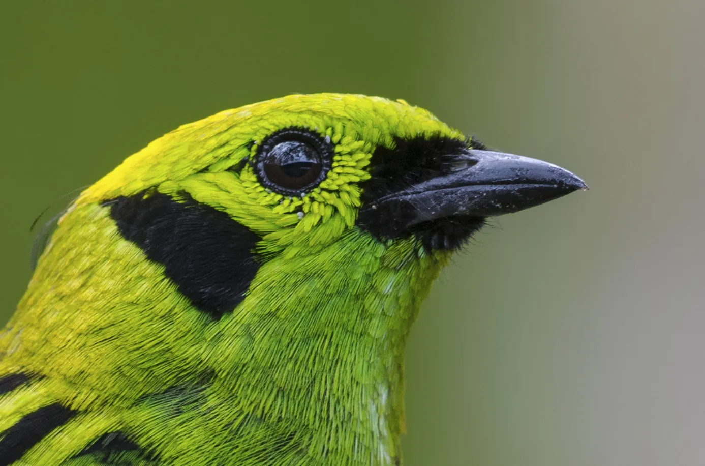 Los Ãngeles, San Ramón, Alajuela