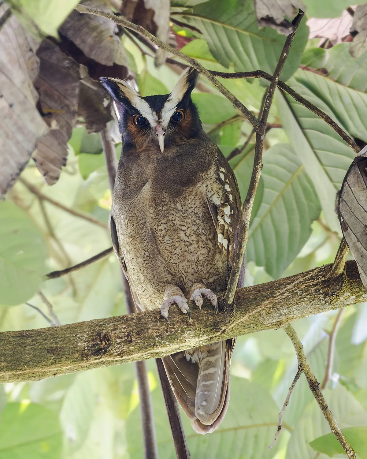 La Unión De Guápiles