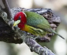 Eubucco bourcierii