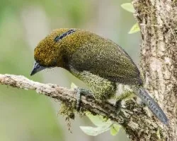 Semnornis frantzii