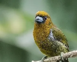 Semnornis frantzii