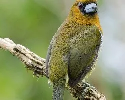 Semnornis frantzii