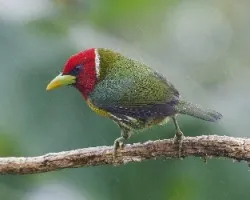 Eubucco bourcierii
