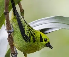 Tangara florida