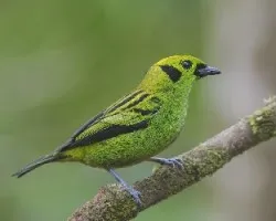 Tangara florida