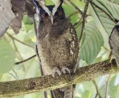 Lophostrix cristata