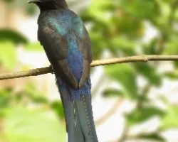 Trogon melanocephalus