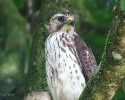 Buteo platypterus