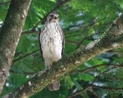 Buteo platypterus