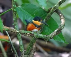 Chloroceryle aenea