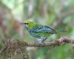 Tangara guttata