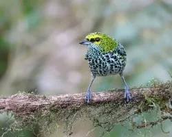 Tangara guttata