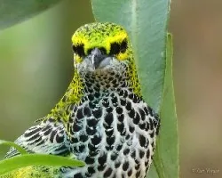 Tangara guttata