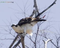 Pandion haliaetus