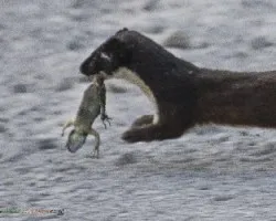 Mustela frenata