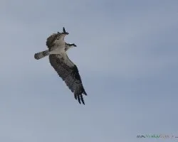 Pandion haliaetus
