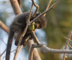 Alouatta palliata