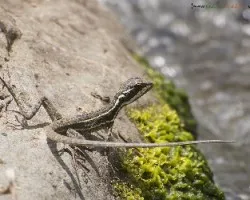 Basiliscus vittatus