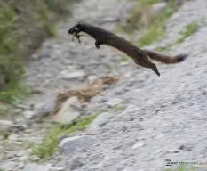 Mustela frenata