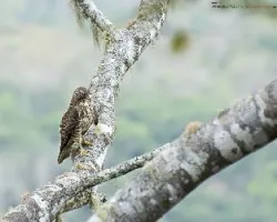 Buteo plagiatus