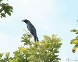 Quiscalus mexicanus