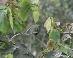 Amazilia tzacatl