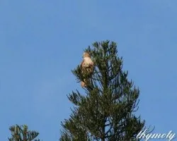 Buteo jamaicensis
