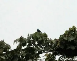 Dacnis venusta