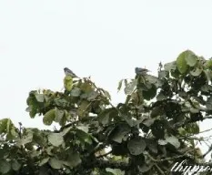 Dacnis venusta
