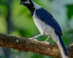 Cyanocorax mysticalis